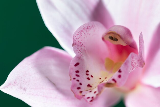 Primer plano de los detalles de la flor de la orquídea