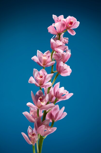 Primer plano de los detalles de la flor de la orquídea