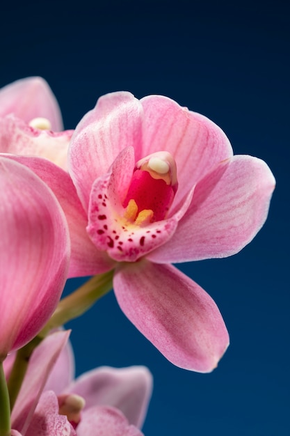 Primer plano de los detalles de la flor de la orquídea