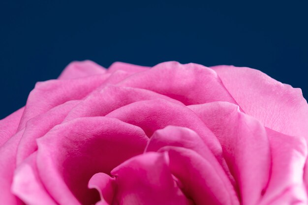 Primer plano de los detalles de la flor rosa