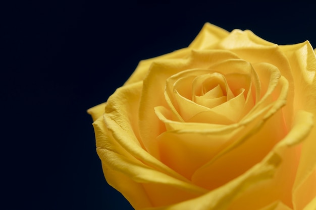 Primer plano de los detalles de la flor rosa