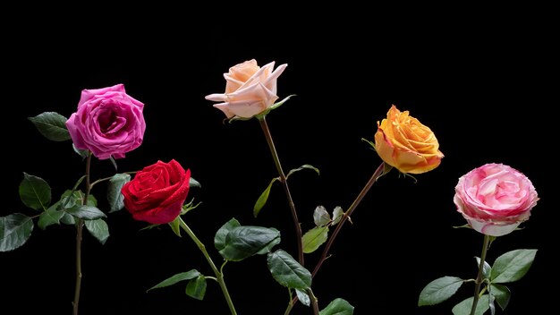 Primer plano de los detalles de la flor rosa