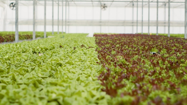 Primer plano de diferentes variedades de lechuga completamente cultivadas listas para la cosecha y entrega en invernadero vacío con ambiente hidropónico. Enfoque selectivo en bioverduras que se cultivan en suelo orgánico.