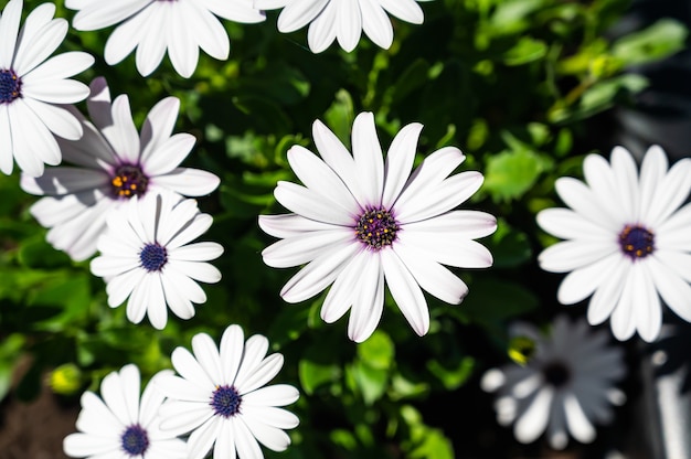 Primer plano de Dimorphothecas blanco rodeado de vegetación en un campo bajo la luz del sol durante el día