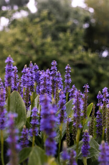 Primer plano de disparo vertical de lavanda inglesa