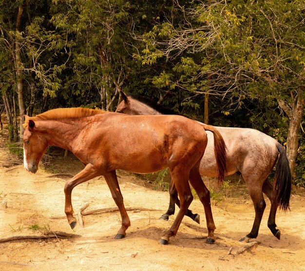 Primer plano de dos caballos en un bosque cubierto de árboles bajo la luz del sol