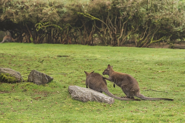 Primer plano de dos canguros jugando por una roca en un campo