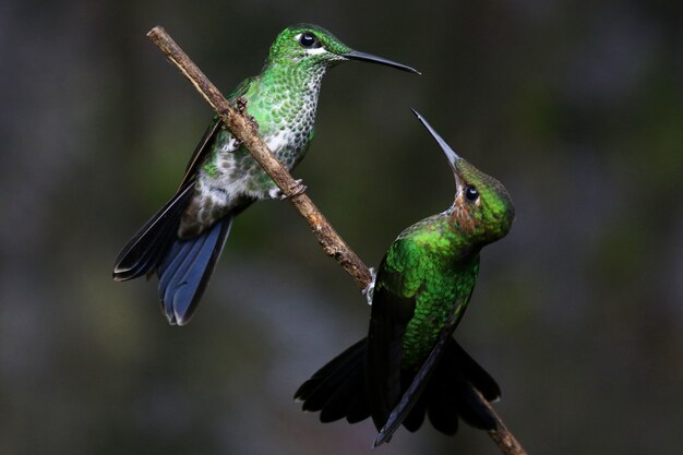 Primer plano de dos colibríes interactuando en una ramita