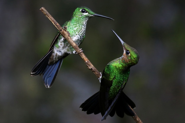 Primer plano de dos colibríes interactuando en una ramita