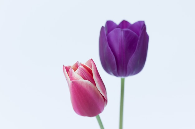 Primer plano de dos coloridas flores de tulipán aislado sobre fondo blanco con espacio para el texto