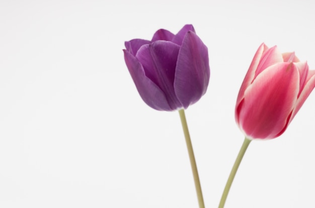 Primer plano de dos coloridas flores de tulipán aislado sobre fondo blanco con espacio para el texto