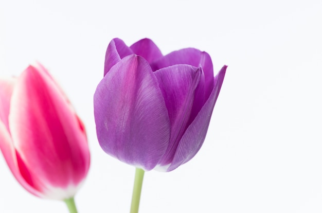 Primer plano de dos coloridas flores de tulipán aislado sobre fondo blanco.