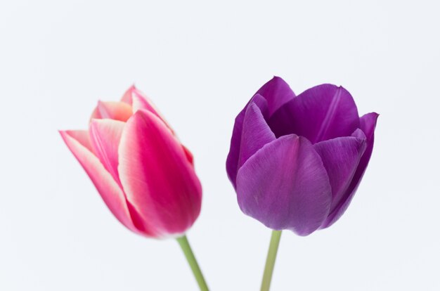 Primer plano de dos coloridas flores de tulipán aislado sobre fondo blanco.