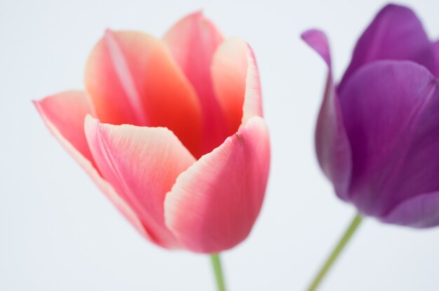 Primer plano de dos coloridas flores de tulipán aislado sobre fondo blanco.