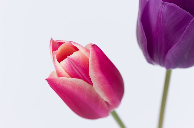 Primer plano de dos coloridas flores de tulipán aislado sobre fondo blanco.