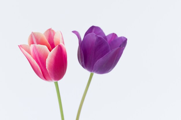 Primer plano de dos coloridas flores de tulipán aislado sobre fondo blanco.