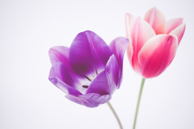 Primer plano de dos coloridas flores de tulipán aislado sobre fondo blanco.