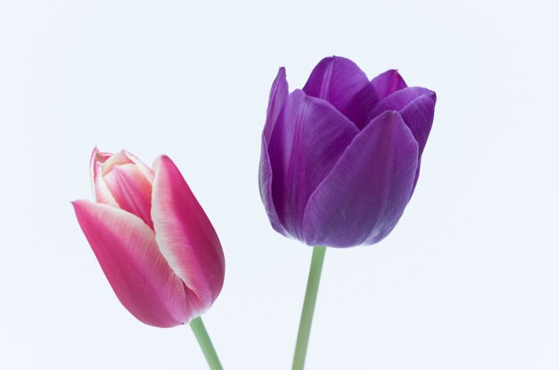 Primer plano de dos coloridas flores de tulipán aislado sobre fondo blanco.