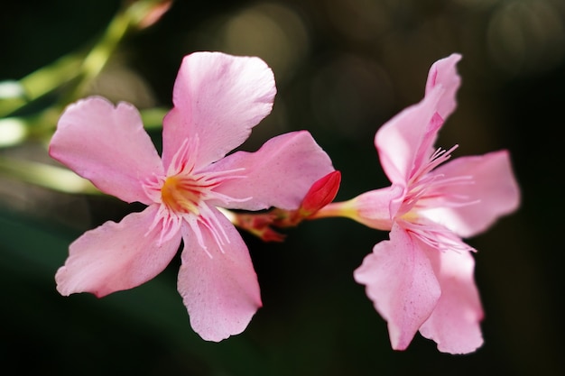 Primer plano de dos flores de adelfa rosa bajo la luz del sol con un fondo borroso