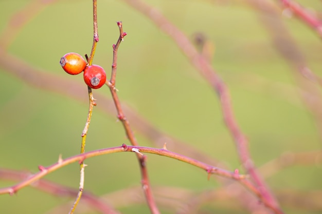 Foto gratuita primer plano de dos frutas de color naranja y rojo