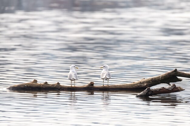 Primer plano de dos gaviotas blancas de pie sobre un trozo de madera en el agua