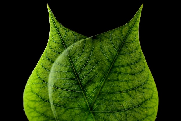 Foto gratuita primer plano de dos hojas bajo las luces