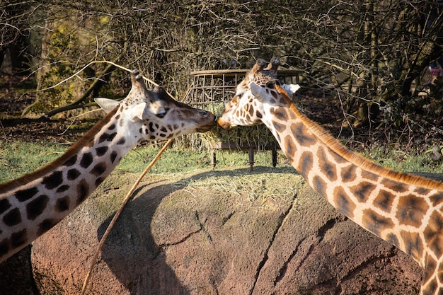 Primer plano de dos jirafas comiendo heno de un comedero como si se besaran