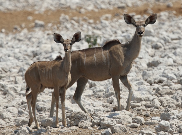 Primer plano de dos kudus jóvenes de pie sobre un suelo rocoso blanco