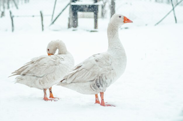 Primer plano de dos lindos gansos de pie en el suelo cubierto de nieve fuera