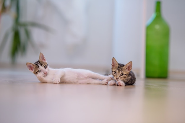 Foto gratuita primer plano de dos lindos gatitos en el suelo con un fondo borroso