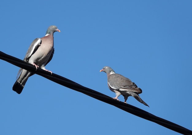 Primer plano de dos palomas encaramado en el cable de alambre bajo un fondo de cielo azul