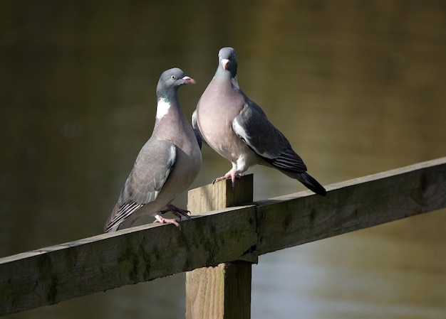 Primer plano de dos palomas en una valla