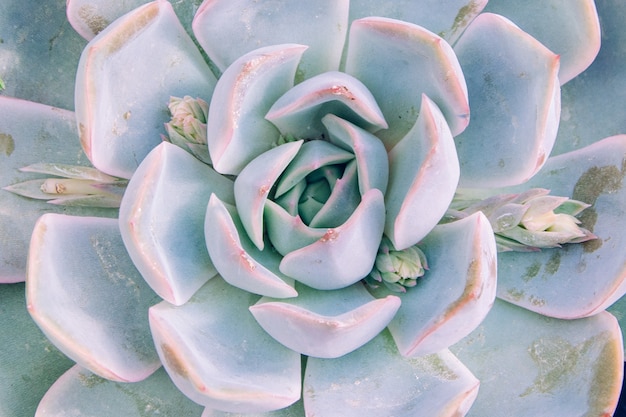 Primer plano de la Echeveria elegants de color azul claro