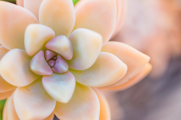 Primer plano de una Echeveria naranja bajo la luz del sol