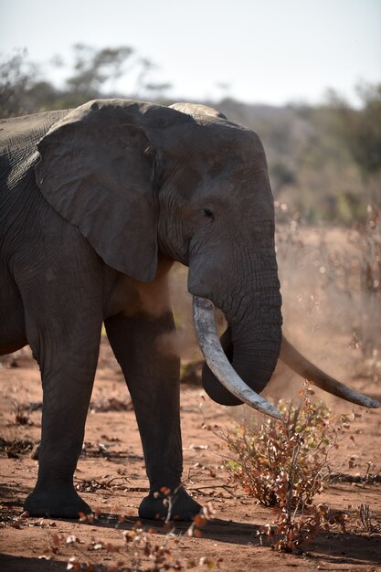 Primer plano de un elefante africano jugando con polvo