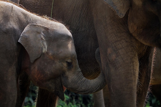 Primer plano de elefante bebé desde la vista lateral