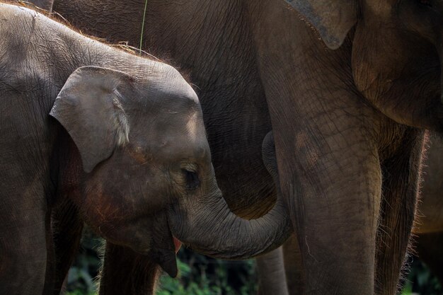 Primer plano de elefante bebé desde la vista lateral