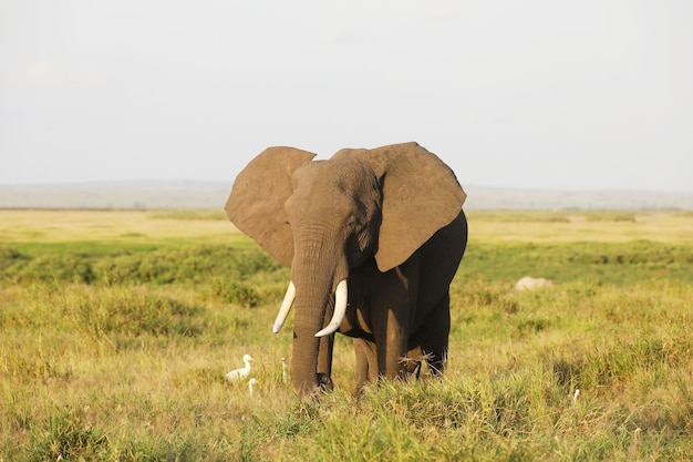 Primer plano de un elefante caminando por la sabana del Parque Nacional Amboseli, Kenia, África