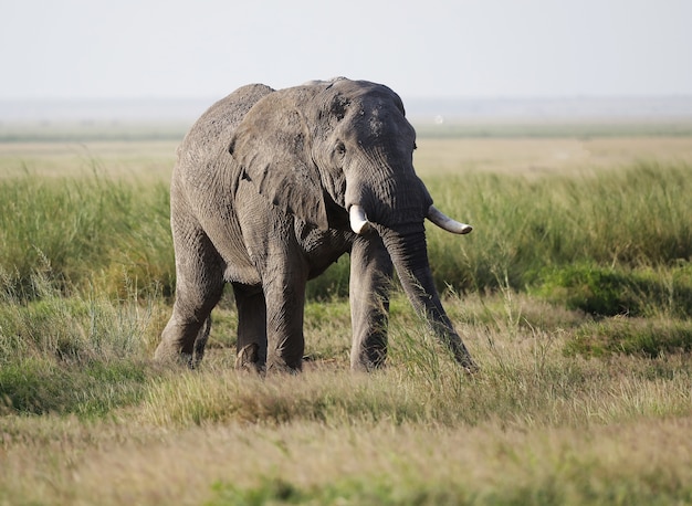 Primer plano de un elefante caminando por la sabana del Parque Nacional Amboseli, Kenia, África