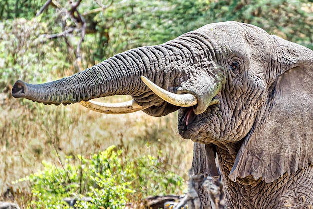 Primer plano de un elefante haciendo sonido de trompeta empujando aire a través de su trompa