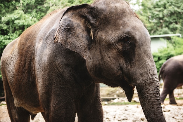 Primer plano de elefante en el zoológico