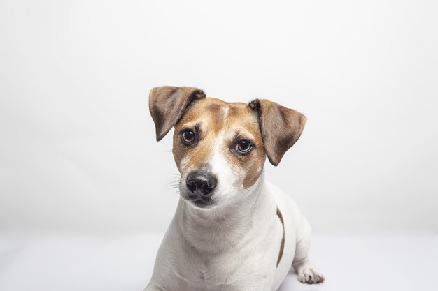 Primer plano de un encantador Jack Russell Terrier aislado sobre una superficie blanca