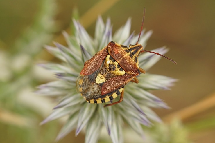 Foto gratuito primer plano de enfoque selectivo de un error de escudo adulto en la parte superior de una flor de cardo