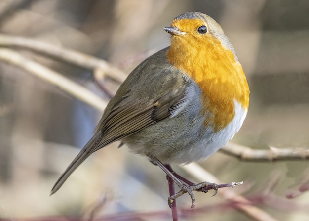 Primer plano de enfoque selectivo del pájaro Robin donde se posan en el tallo de un árbol