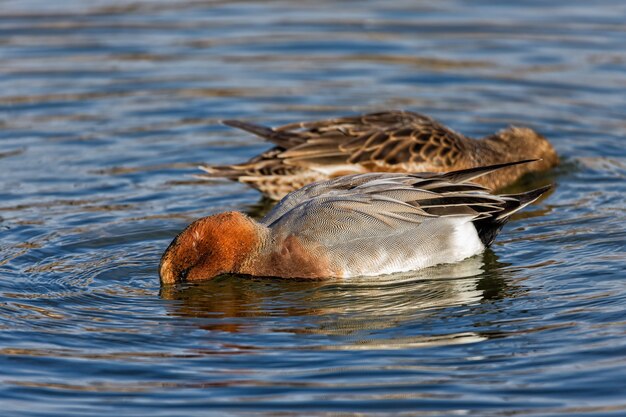 Primer plano de enfoque selectivo de los patos en el Parque Nacional de Tablas de Daimiel, España