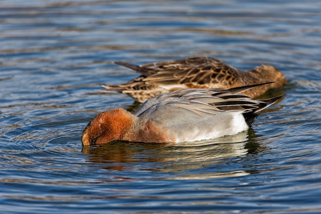 Primer plano de enfoque selectivo de los patos en el Parque Nacional de Tablas de Daimiel, España