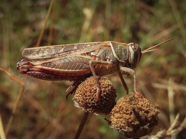 Primer plano de enfoque selectivo de un saltamontes en la parte superior de una flor marchita