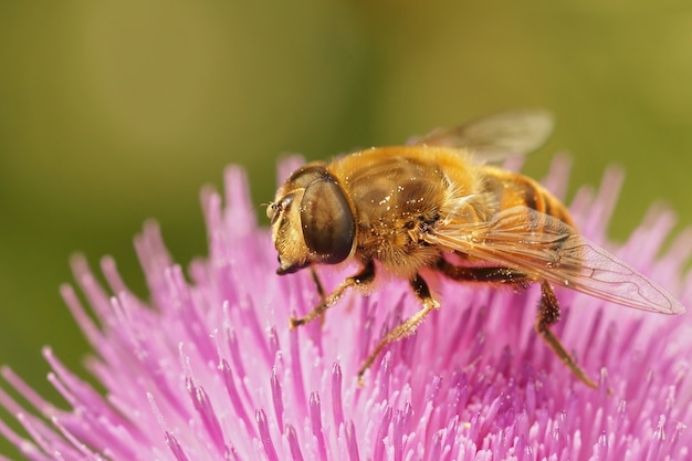 Primer plano de enfoque selectivo de un zángano común volar en una flor de mala hierba purp