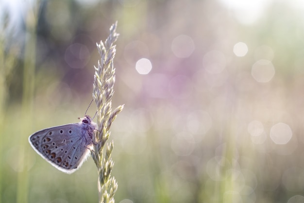 Primer plano de enfoque superficial de una mariposa en una planta