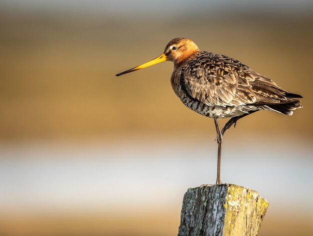 Primer plano de enfoque superficial de un pequeño pájaro Godwit de pie sobre una pierna sobre un poste de madera